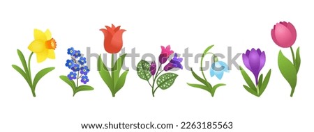 Cartoon spring flowers isolated on white background. Bright floral design. Early springtime flower bloom. Crocus, snowdrop, daffodil, tulips, forget-me-nots, pulmonaria. Vivid colorful plant clip art.