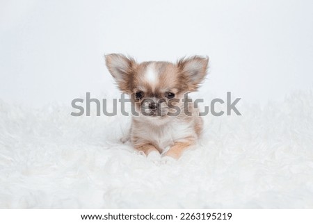 a chihuahua puppy on a fur blanket on a white background