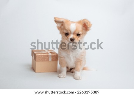 a chihuahua puppy with a gift box on a white background