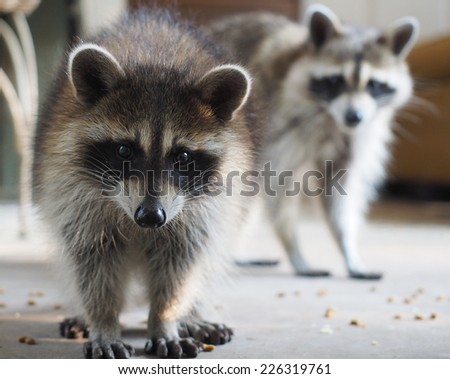 Raccoon Mother and Child