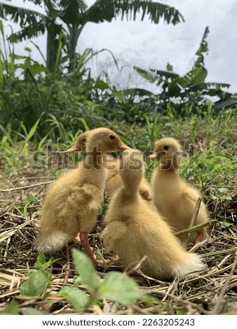 newborn yellow baby duckling pose in nature