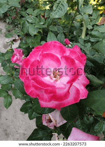 rose pink high resolution picture