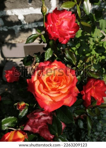 amazing rose pink and orange very awesome picture
