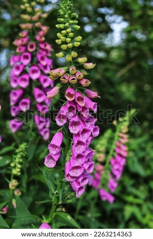 Digitalis purpurea, foxglove, poisonous and toxic flower. Royalty-Free Stock Photo #2263214363