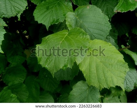 Corylus avellana, the common hazel, is a species of flowering plant in the birch family Betulaceae.  Royalty-Free Stock Photo #2263226683