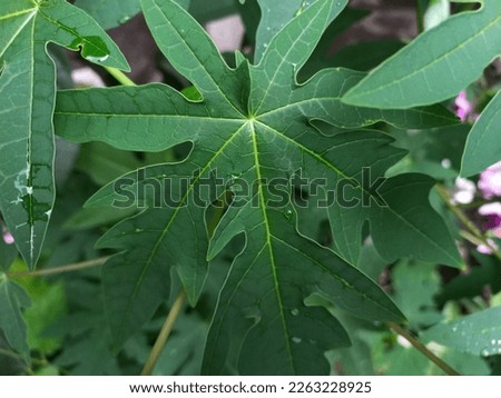 Green papaya leaves, this photo is suitable for nature and botany websites, and for the needs of graphic web design developers 
