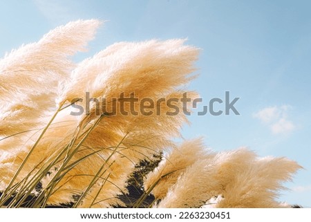 Trendy botanical background with fluffy pampas grass. Boho style plant decor