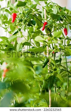 Chili plants growing indoors or inside a green house. Lots of foliage and red and green chili peppers. Homegrown vegetables for seasoning food and adding spice and heat. Royalty-Free Stock Photo #2263232565