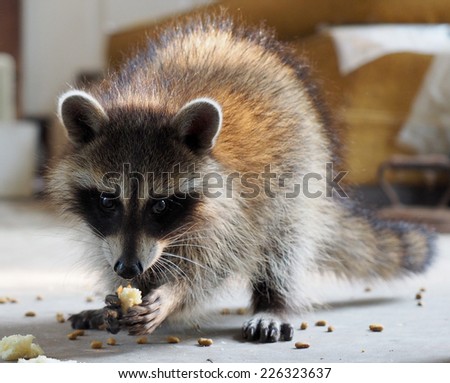 Baby Raccoon Eating
