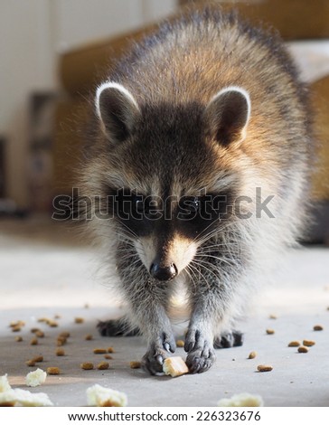 Baby Raccoon Snack