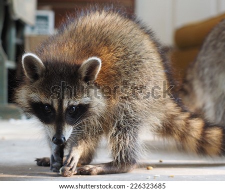Shy Baby Raccoon