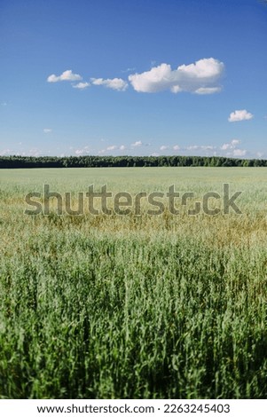 Green straws of oats in first plan with blurred background of forest and sky, natural background