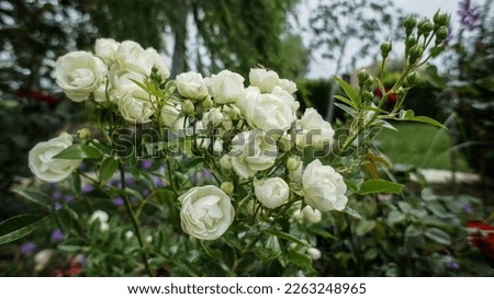 Rosa banksiae or Lady Banks rose white rose in the garden design. Royalty-Free Stock Photo #2263248965