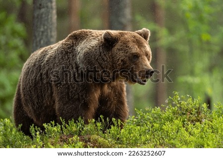 European brown bear in forest at summer Royalty-Free Stock Photo #2263252607