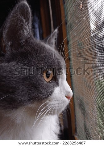 closeup pic of a persian cat looking outside the window 