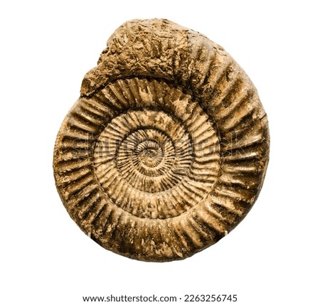 Marine animal mollusk fossil impint in stone isolated on a white background Royalty-Free Stock Photo #2263256745