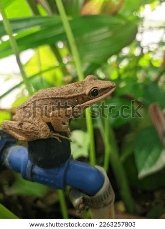 A Frog Hanging Out At The Garden Faucet
