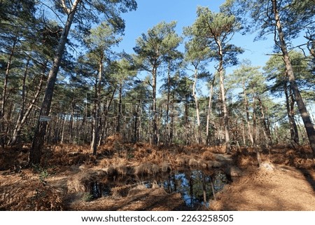 Pond of the Salamanders in Fontainebleau forest