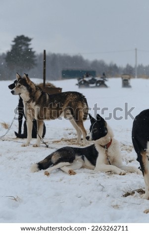 Alaskan huskies on chain before training in winter rest during snowfall. Team of sledding mestizos in kennel outside. Pit stop for dogs at competitions.
