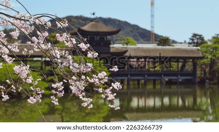 Weeping cherry blossom in Kyoto, Japan. Annual cherry blossom viewing (hanami) is an important cultural feature in Japan.