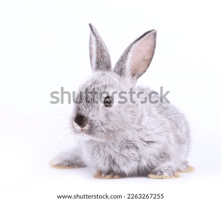 Cute grey little rabbit on white background during spring. Young adorable bunny playing and movement. Lovely pet with long ears for Easter.