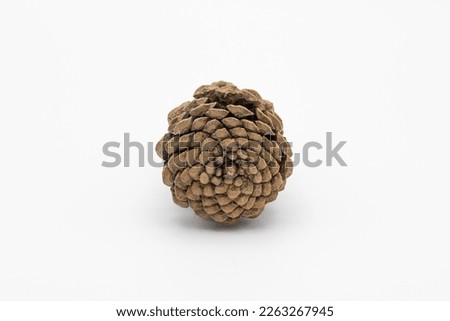 Pine cone pattern isolated on white background