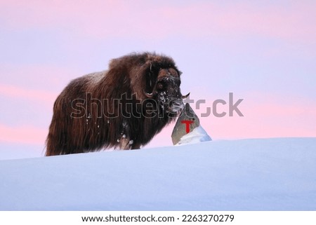 musk ox at a trail marker in winter in Dovrefjell-Sunndalsfjella National Park Norway Royalty-Free Stock Photo #2263270279