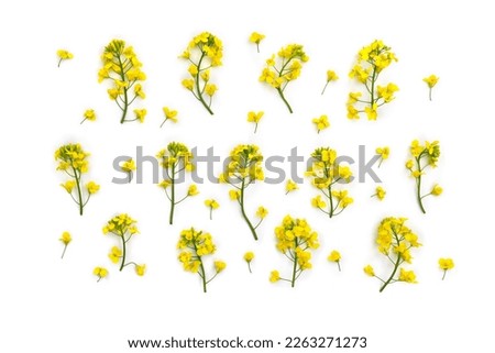 Yellow flowers rapeseed on a white background. Top view, flat lay Royalty-Free Stock Photo #2263271273