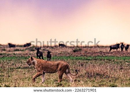 Lion wildlife animal in the savanna grasslands great rift valley maasai mara national game reserve park narok county Kenya east africa 