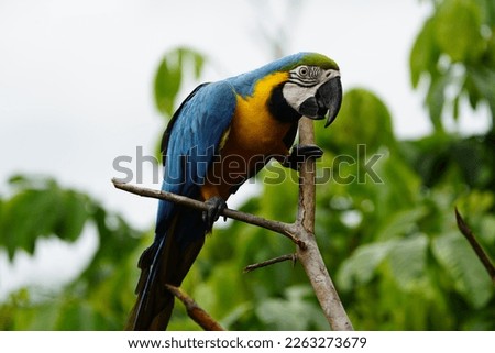 The blue-and-yellow macaw (Ara ararauna), also known as the blue-and-gold macaw, Psittacidae family. Novo Airao, Amazon - Brazil. Royalty-Free Stock Photo #2263273679