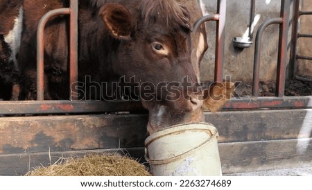 Cow with her head in a bucket eating meal in a Cattle shed Royalty-Free Stock Photo #2263274689