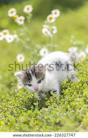 Kitty is on the background field of a daisies
