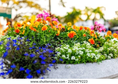 Closeup of outdoor garden stone planter pot for multicolored flowers with blue and orange colors on sunny day in Naples, Florida Royalty-Free Stock Photo #2263279223