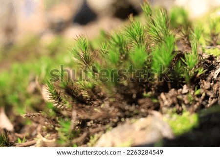 Beautiful green moss on the tree trunk, moss, close up, macro. Moss beautiful background for wallpaper. Moss covers the ground and is an important plant for the forest and the color is