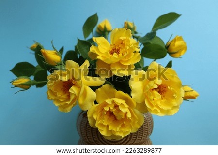 Yellow Roses with delicate petals and green leaves on the blue background,  bouquet of yellow roses  with buds in the vase ,spring  blooming flowers ,beauty in nature ,flower head, yellow rose macro