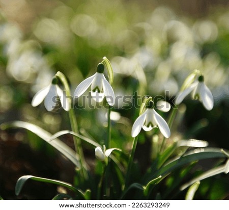 Snowdrop, Galanthus, white flower with little green hart-shaped markings, first sign of spring