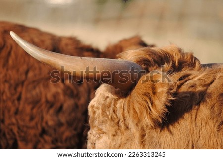 the pointed horns of the scottish highlander cow