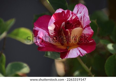 selective focus picture of a beautiful hybrid pink rose