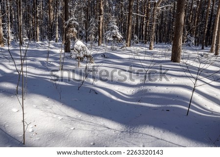 Textured highlights and shadows on snowdrifts in the forest