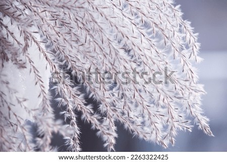 Fluffy raceme of a Miscanthus sinensis plant in the winter season