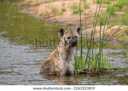 Spotted Hyena sitting in the Sand River in South Africa