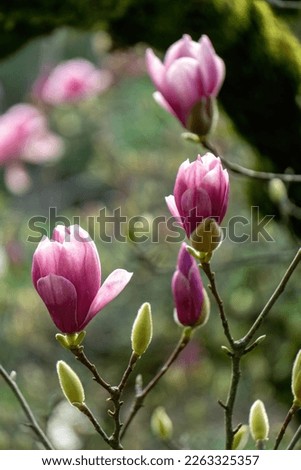 Blossoming pink flowers on a magnolia tree in the garden close up