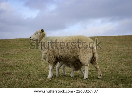 Lamb nursing with mom in Ireland Royalty-Free Stock Photo #2263326937