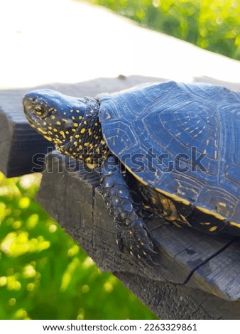 River turtle resting in the sun close-up.