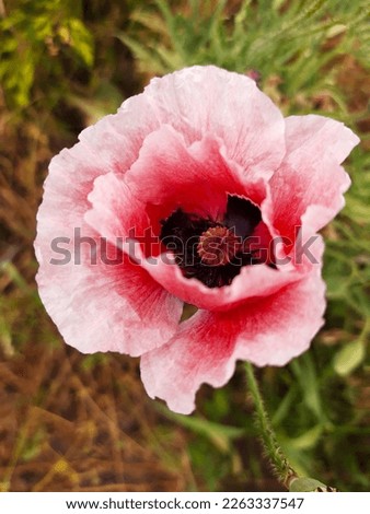 Pink poppy flower on a background of greenery close-up.