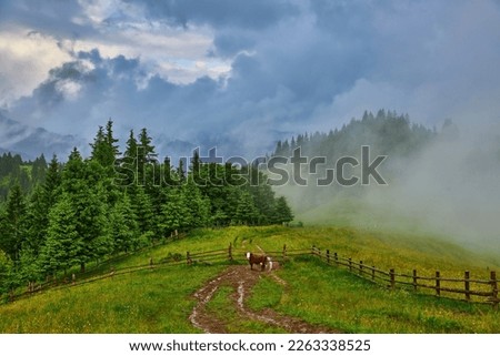 mountain meadow in morning light. countryside springtime landscape with valley in fog behind the forest on the grassy hill. fluffy clouds on a bright blue sky. nature freshness concept