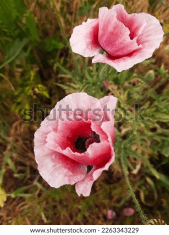 Pink poppy flower on a background of greenery close-up.
