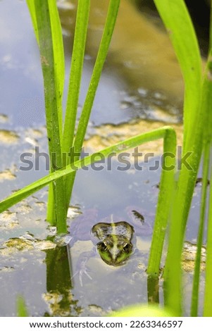 Frog and water lily in a pond. Selective focus.