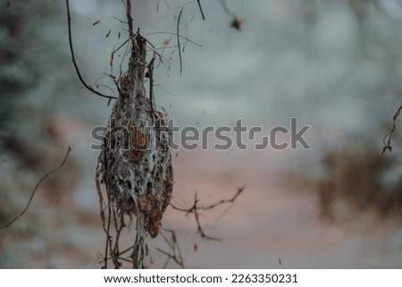 Bird Nest , A closeup nest picture in to the wild . 