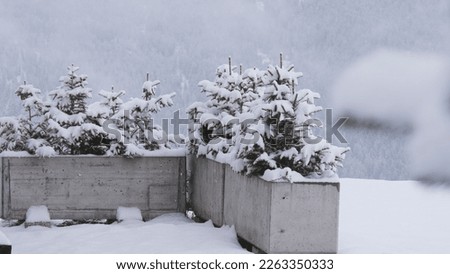 Winter Decorative Coniferous Trees in Outdoor Concrete Plant Pots Covered with Fresh White Snow
